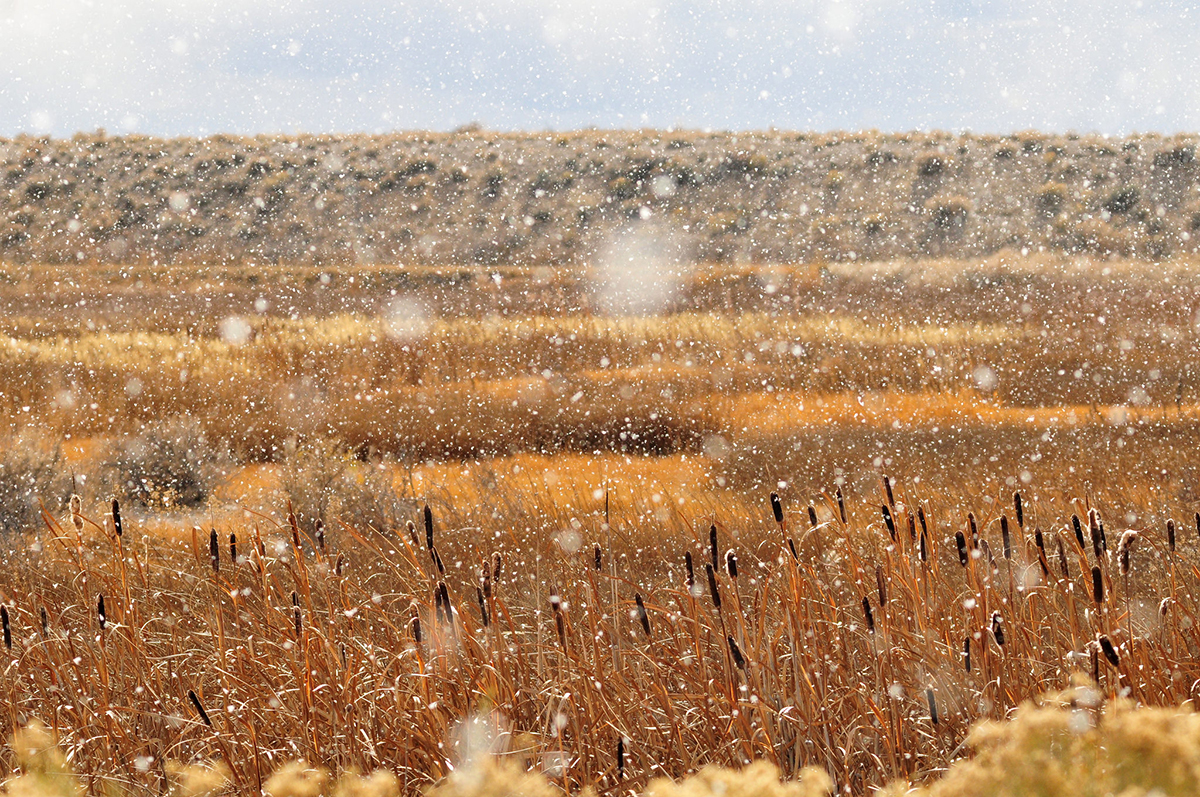Snow-covered field with dry grass under a cloudy winter sky